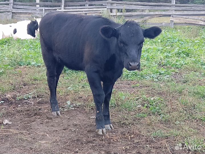 Коровы и телки