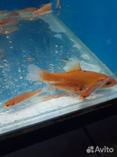 Золотой линь. Моллинезия, карась комета