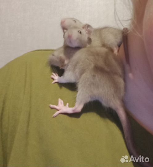 Крысята дамбо