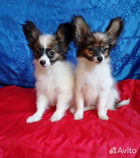 Щенки папийона (мальчики)