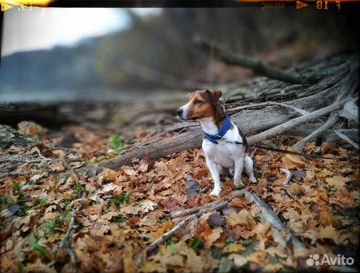 Джек-рассел терьер. Вязка