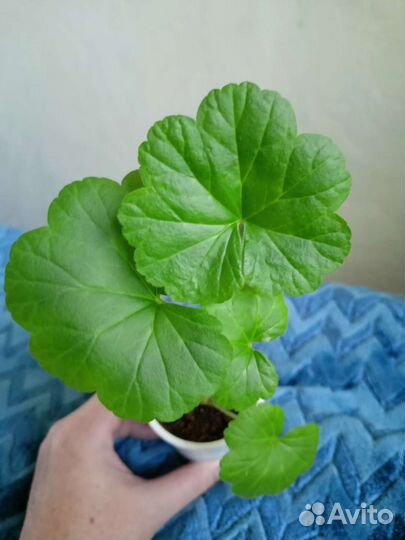 Герань Blanche Roche полумахровая