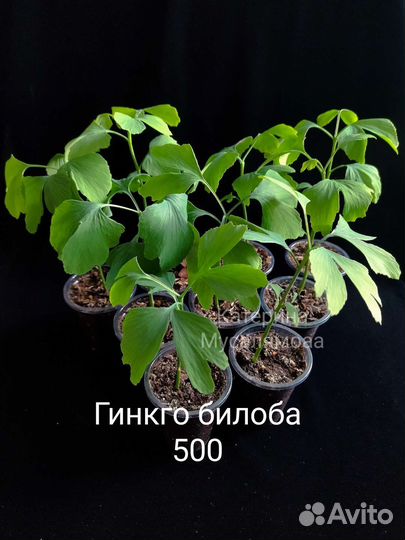 Гинкго билоба