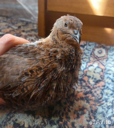 Перепел селадон