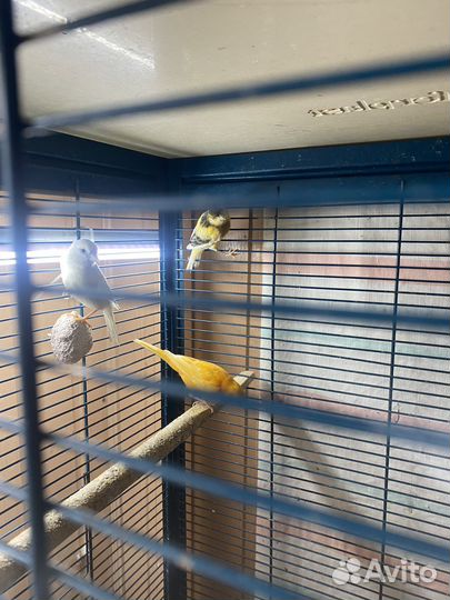 Певчие птицы