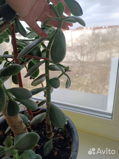Толстянка денежное дерево