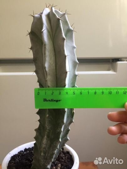 Кактус цереус с горшком