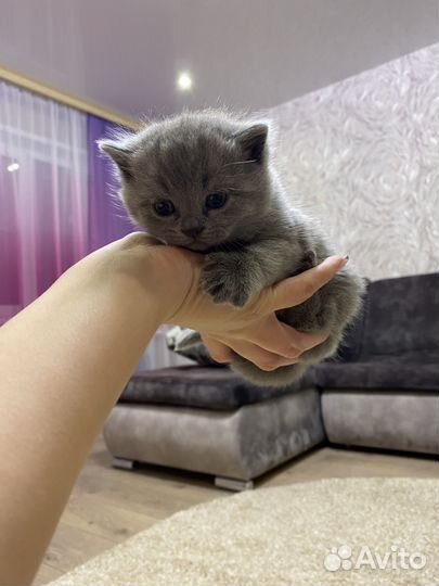 Шотландские котята