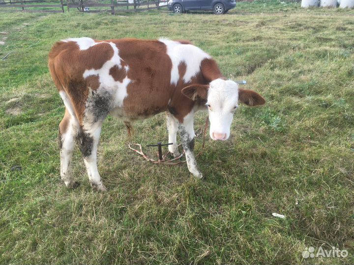 Бычок от высокоудойной коровы
