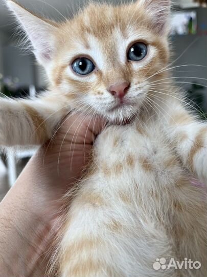 Котята