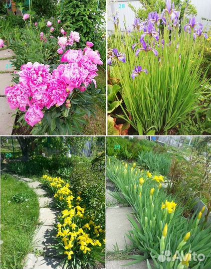 Цветы садовые