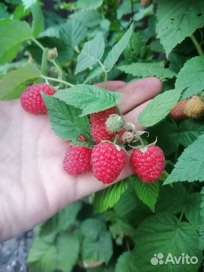 Малина ягода