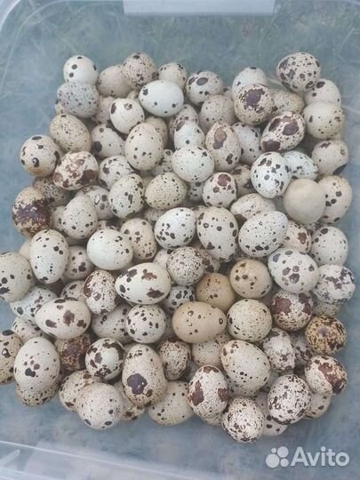 Яйца перепелиные, домашние