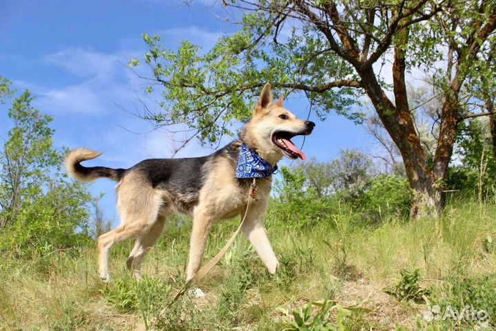 Собака Байкал