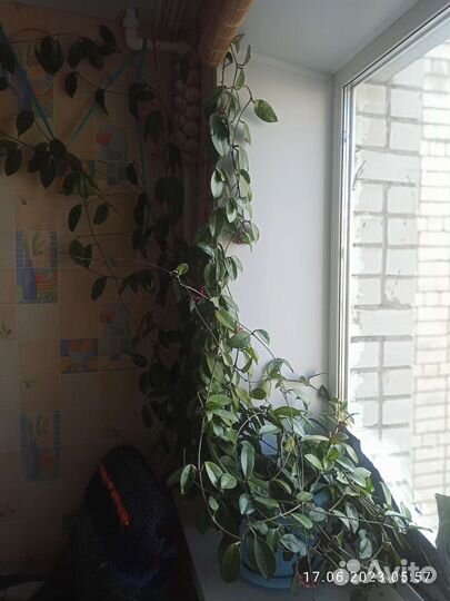 Хойя карноза