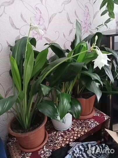 Эухарис амазонский