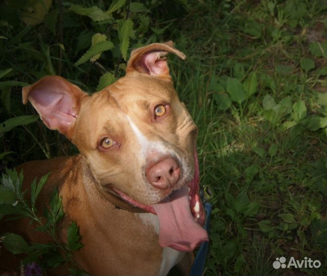 Красавица Трамбита в добрые руки