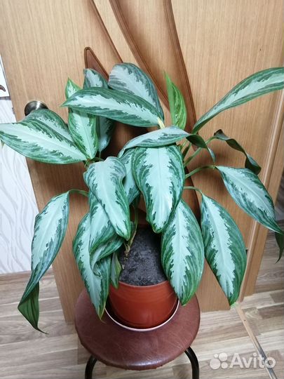 Аглаонема сильвер бей