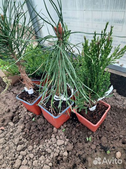 Растения для сада