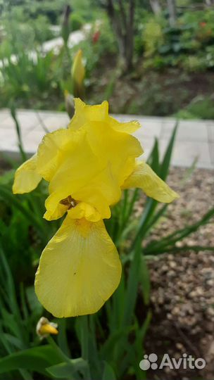 Ирисы бородатые