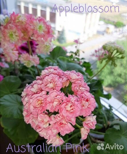 Пеларгония герань 60 сортов