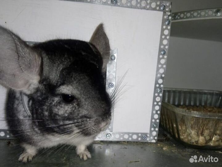 Питомник шиншилл