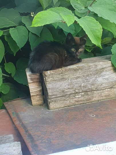 Черный котенок