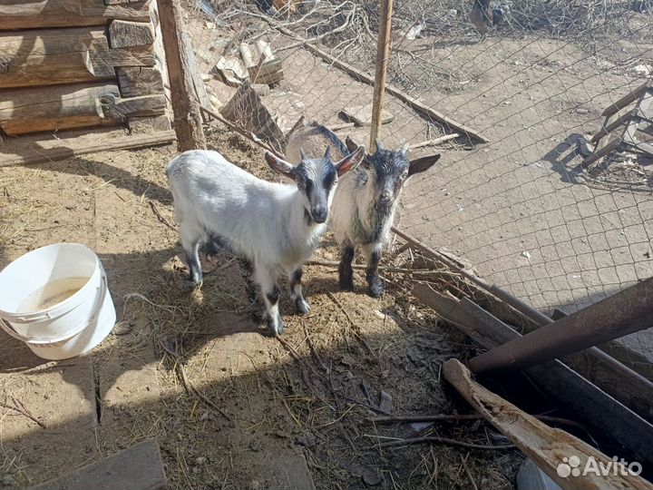 Коза дойная