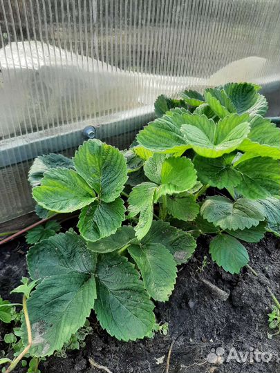 Рассада, малины клубники Азия, Купчиха и др