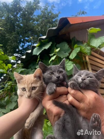 Котята ищут новый дом)в добрые руки
