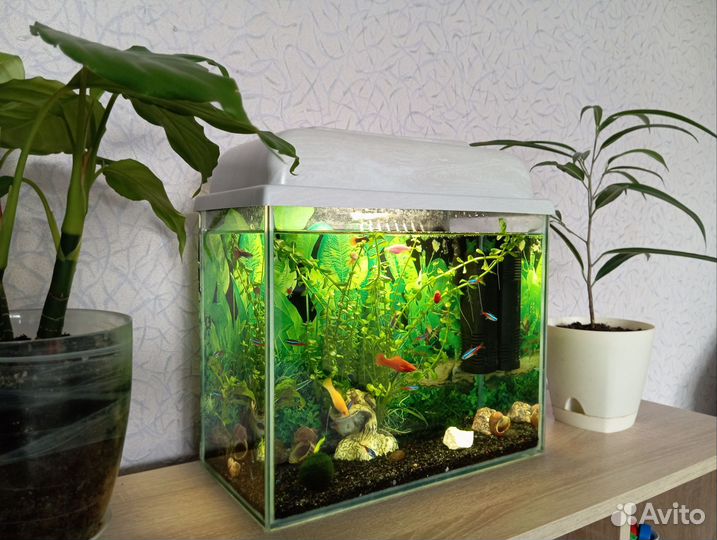 Аквариум