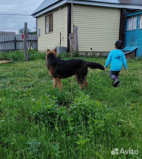 Немецкая овчарка