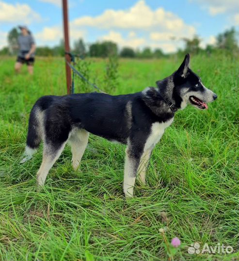 Голубоглазая Грейс ждет в приюте