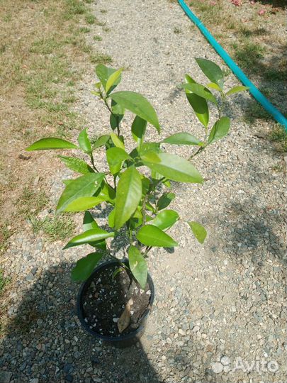 Плодоносящие лимоны мейер и пандероза