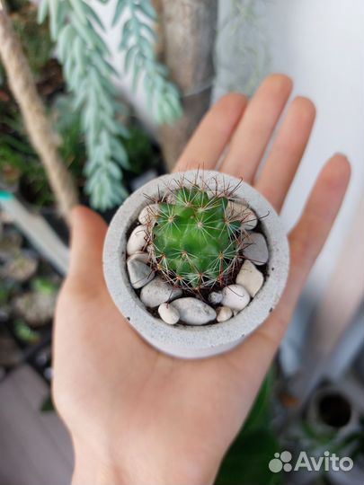 Кактусы и суккуленты в горшочках