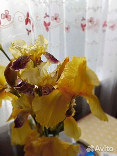 Цветы ирисы