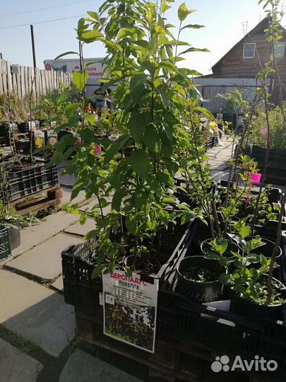 Саженцы Церападуса (гибрид Черемуха-Вишня) 2х лет