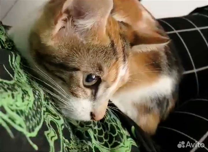 Котёнок девочка в добрые руки