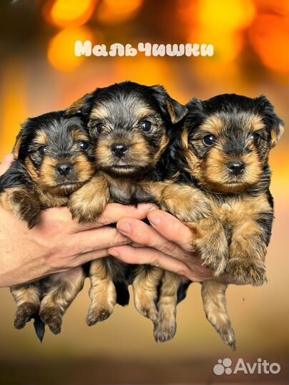 Йоркширский терьер мини стандарт микро