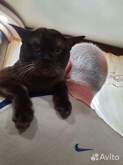 Вязка бурманский кот