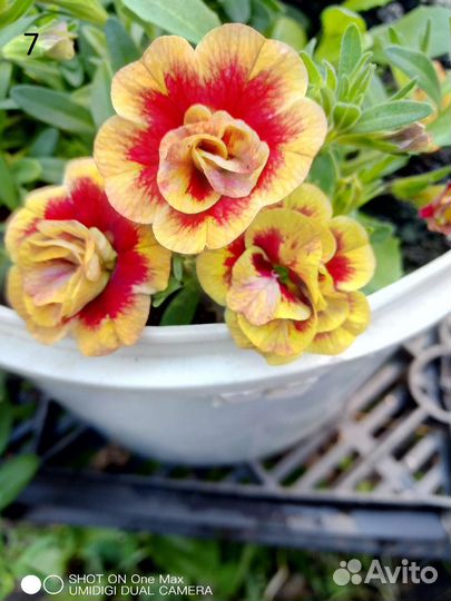 Черенки калибрахоа