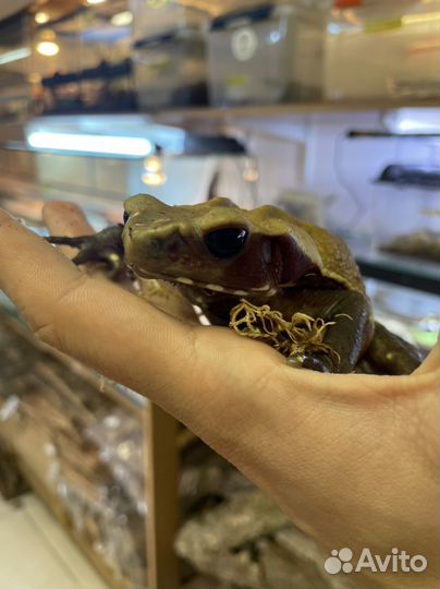 Бурая жаба Bufo guttatus