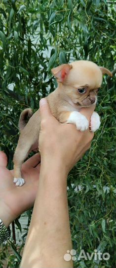 Детишки чишки