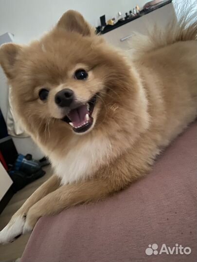 Померанский шпиц вязка