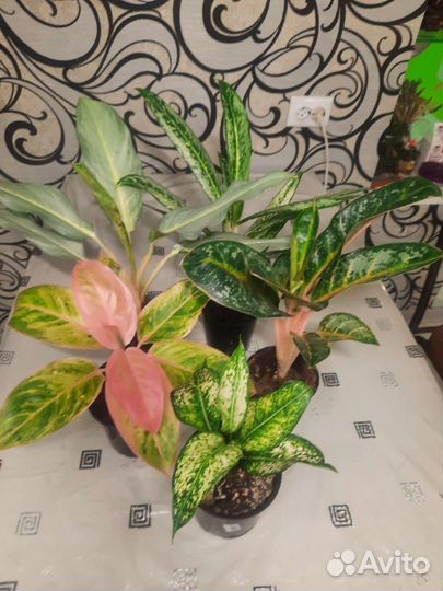 Аглаонемы сортовые 2. Чатра Монгол. Серый Призрак