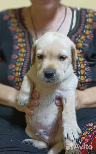 Щенки лабрадора
