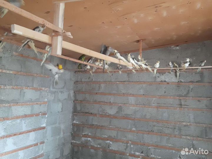 Попугай карелла оптом и в розницу