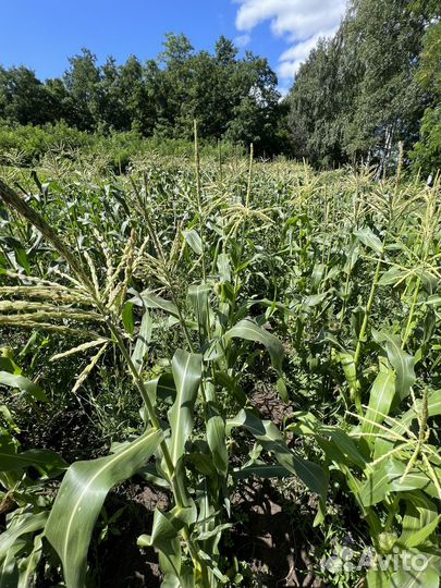 Кукуруза сладкая