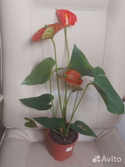 Комнатные цветы антуриум