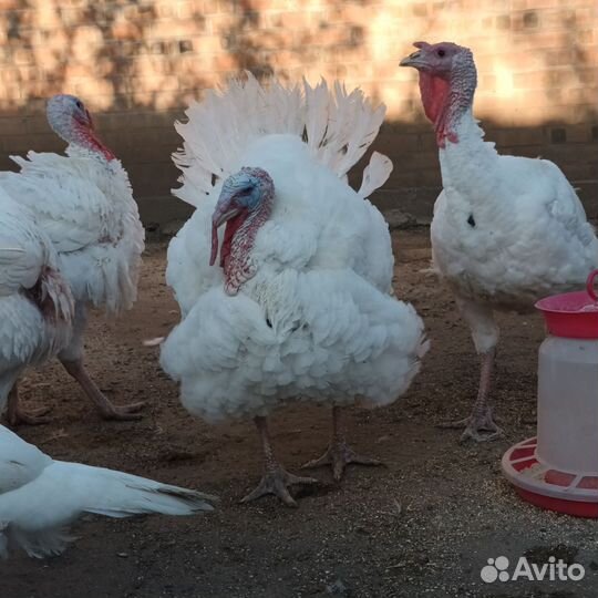Мясо домашней индейки